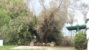 En el CRAR uno de los árboles caídos está pegado al viejo olivo. 